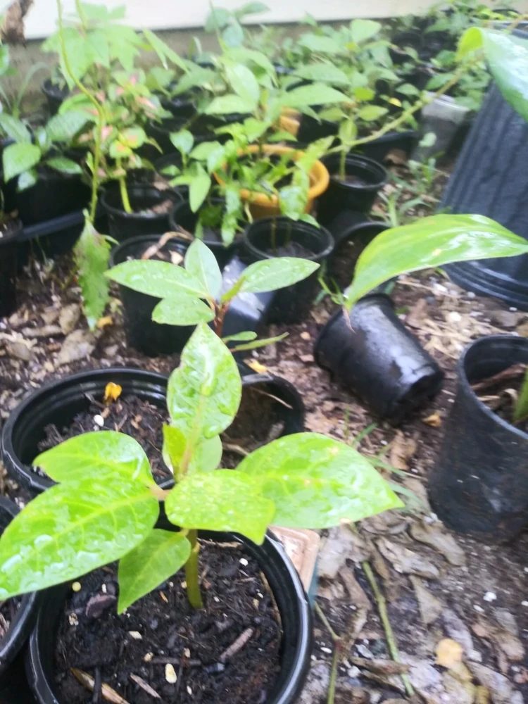 - Image 5
