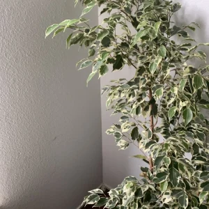 - Image 5