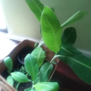 - Image 5