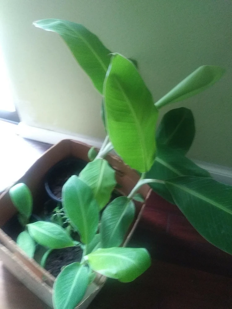 - Image 5