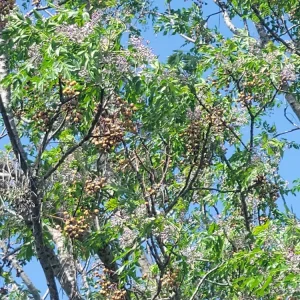 - Image 5