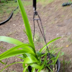 - Image 5