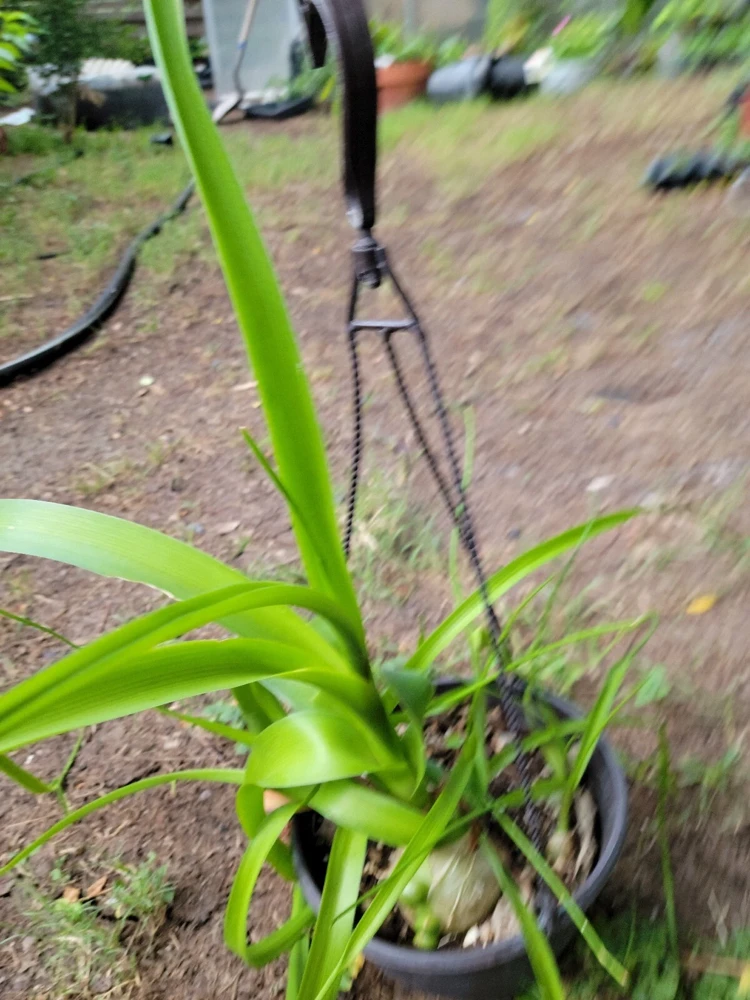 - Image 5