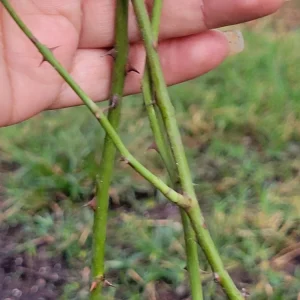 - Image 5