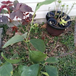 - Image 5
