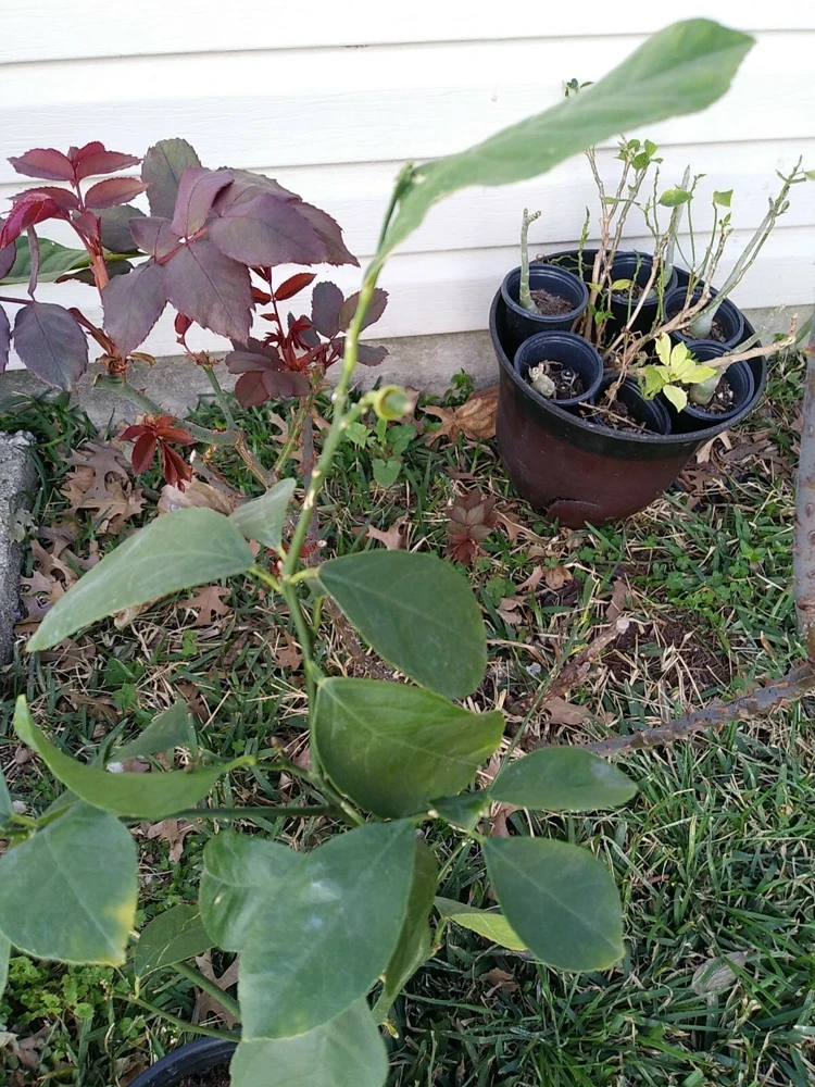 - Image 5