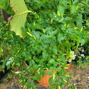 - Image 5