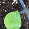 - Image 1
