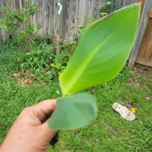- Image 1