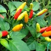 - Image 1