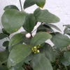 - Image 1