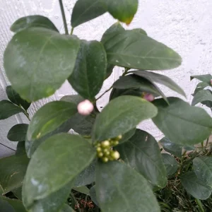- Image 1