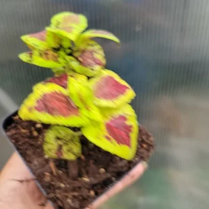 - Image 6