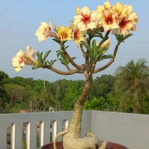 - Image 6