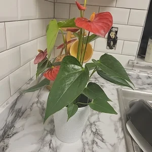 - Image 6