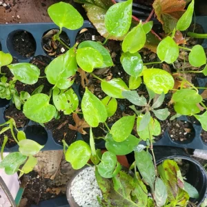 - Image 6