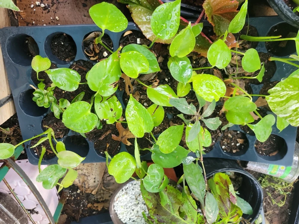 - Image 6