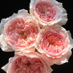 - Image 6