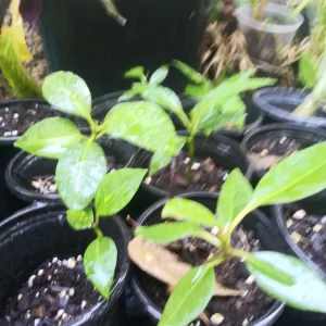 - Image 6