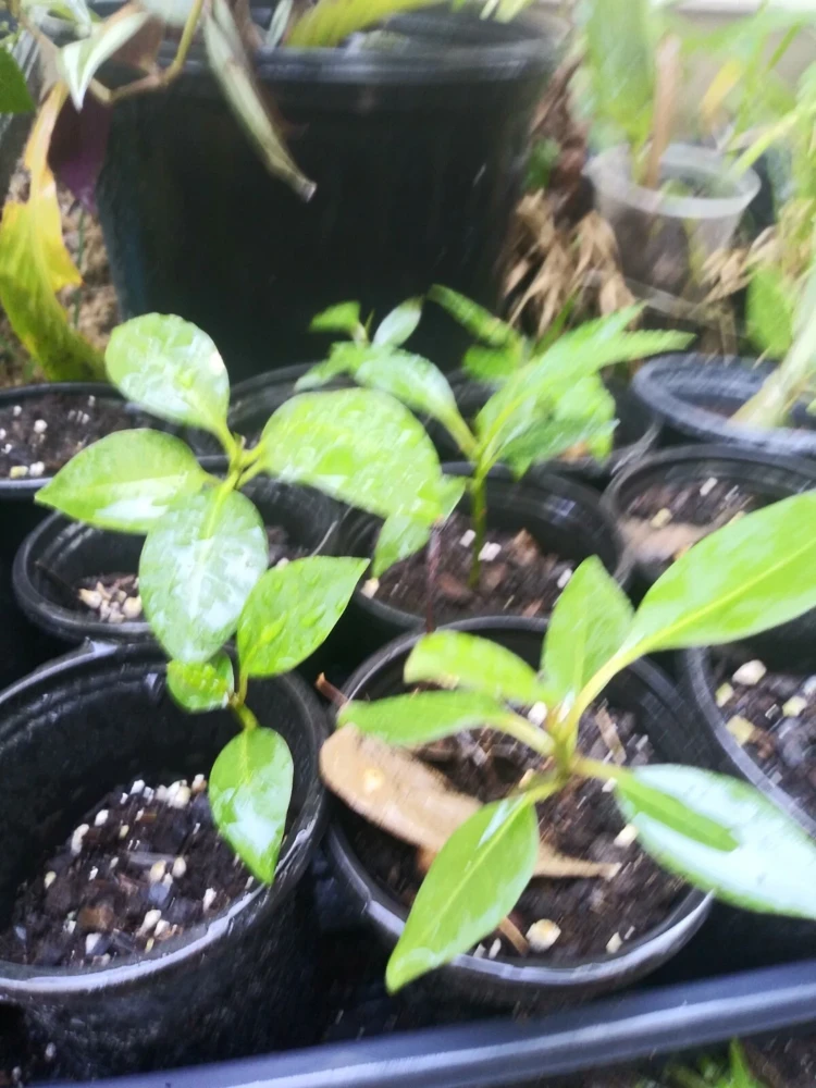 - Image 6