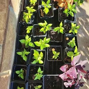 - Image 6