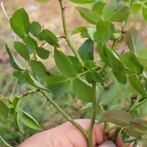 - Image 6