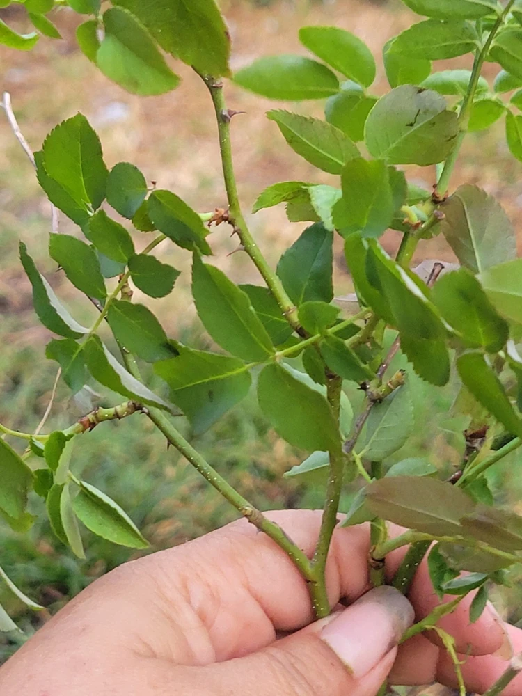 - Image 6