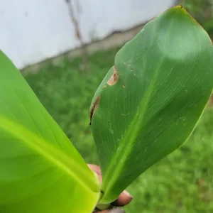 - Image 6