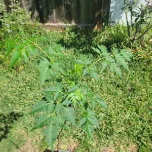 - Image 6