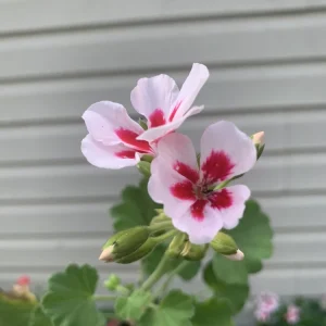 - Image 6