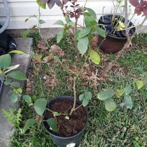 - Image 6