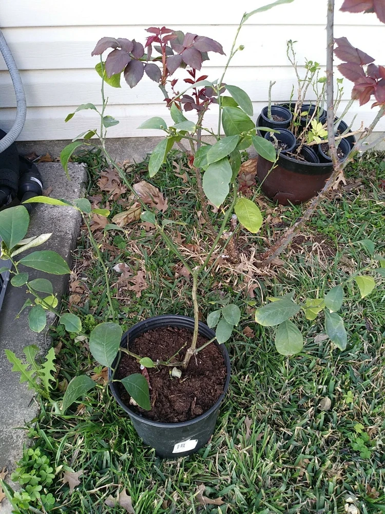 - Image 6