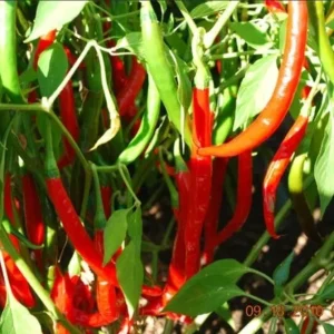 - Image 1