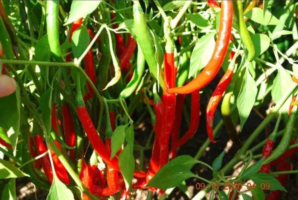 - Image 1