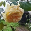 - Image 1