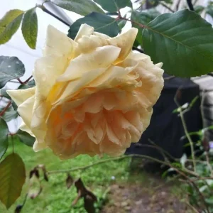 - Image 1