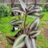 - Image 1