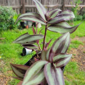 - Image 1