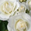 - Image 1