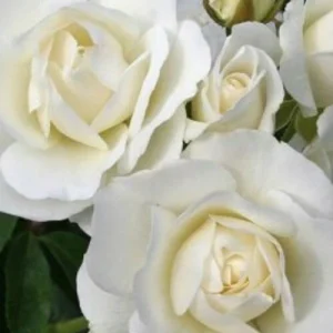 - Image 1