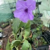 - Image 1
