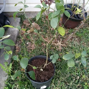 - Image 7
