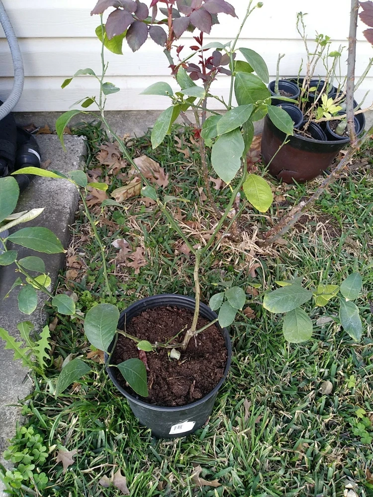 - Image 7