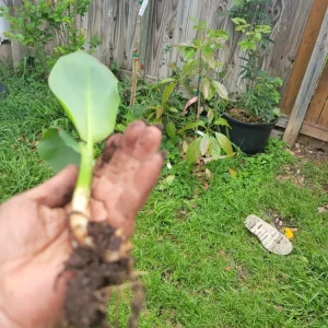 - Image 7