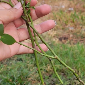 - Image 7