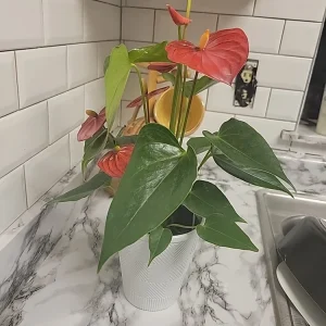 - Image 7