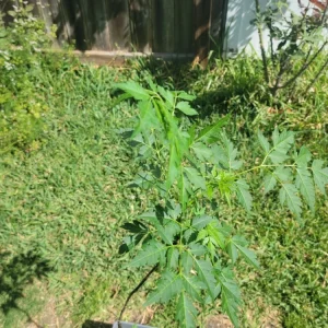 - Image 7