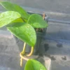 - Image 1