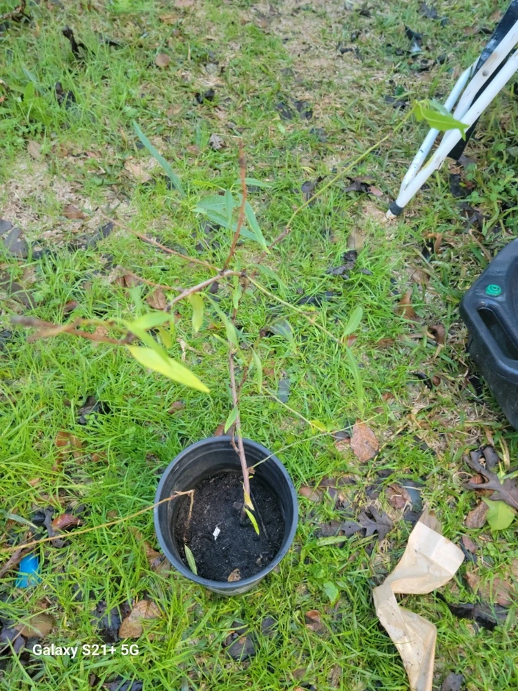 - Image 1