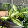 - Image 1